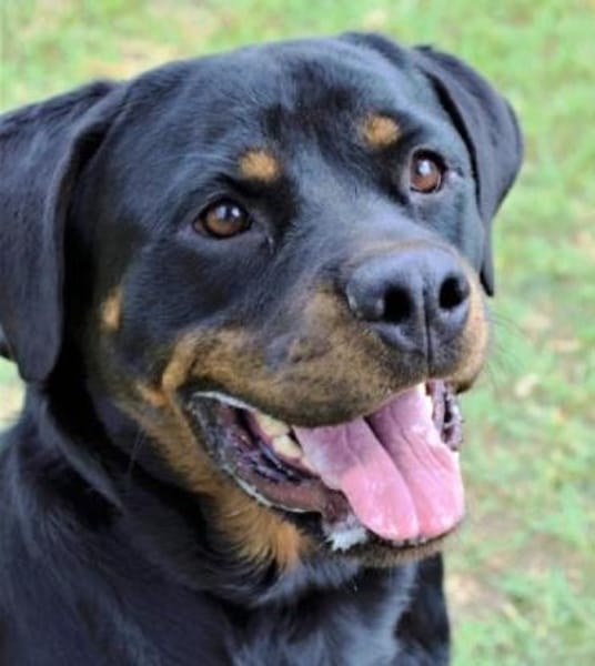 Bella - Alle guten Dinge sind 3