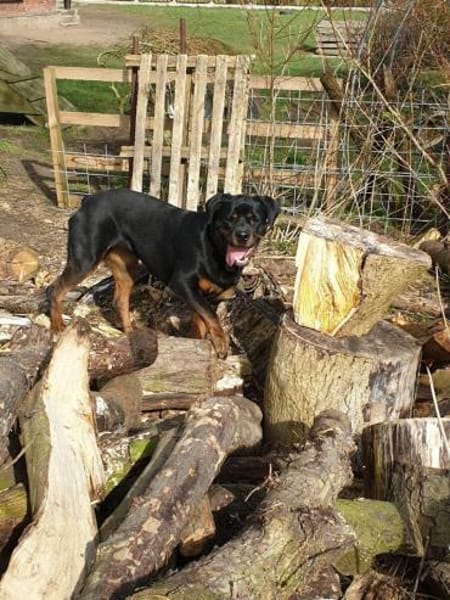 Bella - Alle guten Dinge sind 3