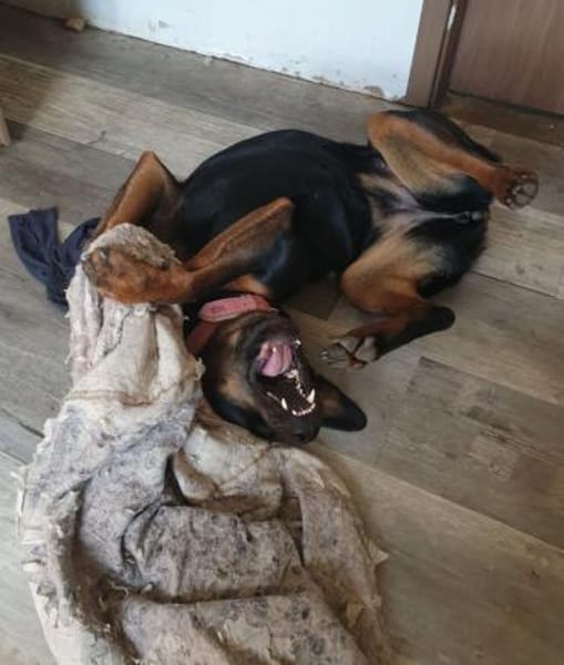 Bella - Alle guten Dinge sind 3