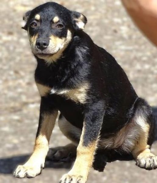 Kleine MIA sucht Zuhause