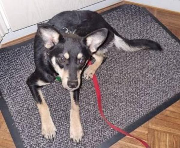 Kleine MIA sucht Zuhause