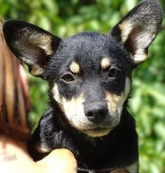 Kleine MIA sucht Zuhause