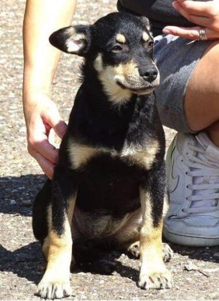 Kleine MIA sucht Zuhause