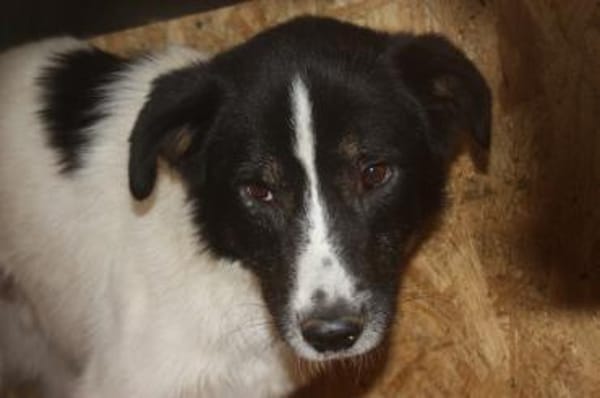 Mohit - freundlicher Familienhund