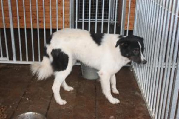 Mohit - freundlicher Familienhund