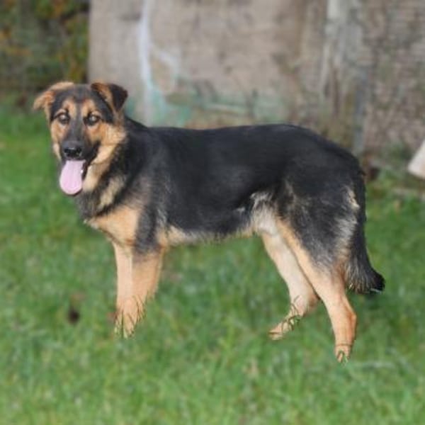 Lucky - Für-Immer-Glück gesucht