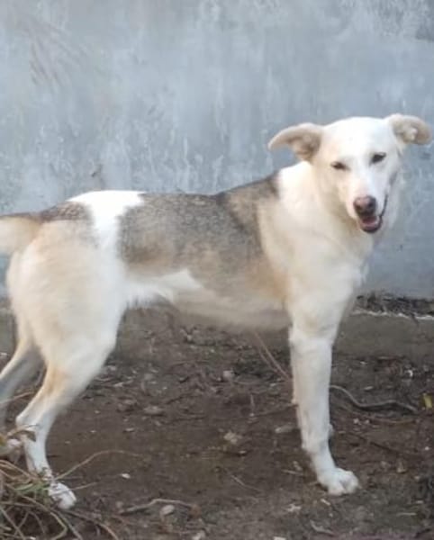 Donatella sucht liebevolles Zuhause