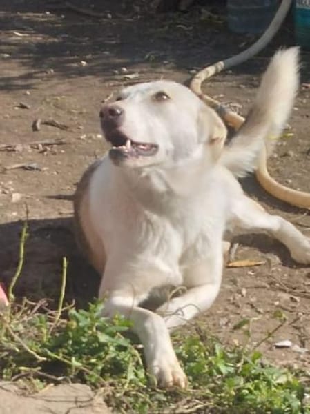 Donatella sucht liebevolles Zuhause