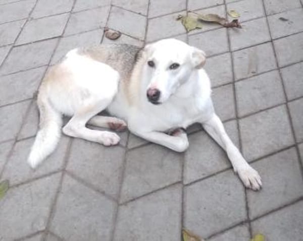 Donatella sucht liebevolles Zuhause