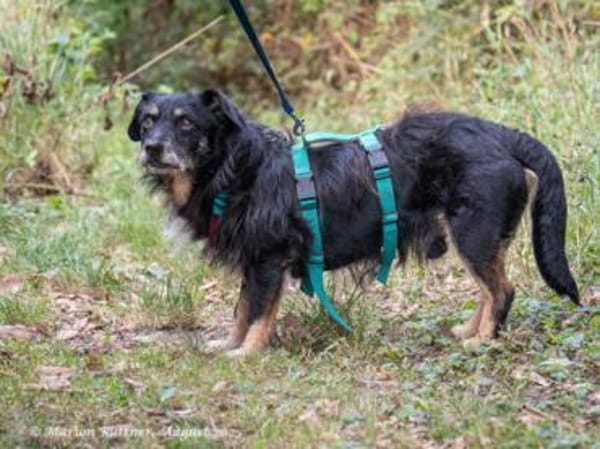 Nero ist ein netter, älterer Rüde