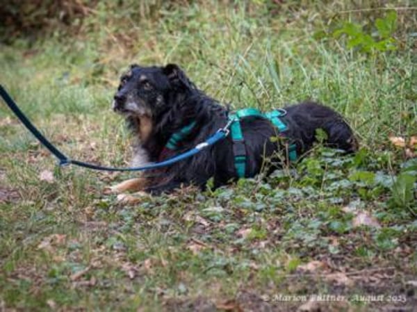 Nero ist ein netter, älterer Rüde