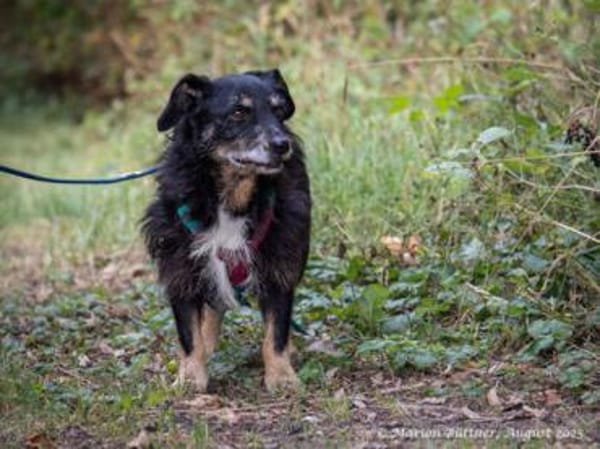 Nero ist ein netter, älterer Rüde