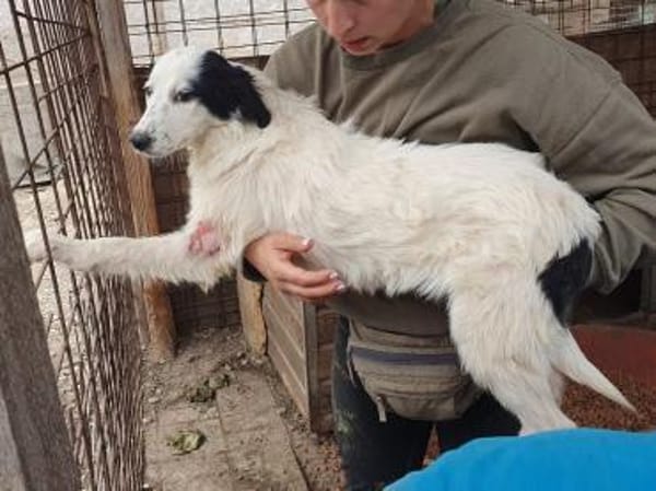 YUKI-wunderschöne Jung-Hündin, 43 cm