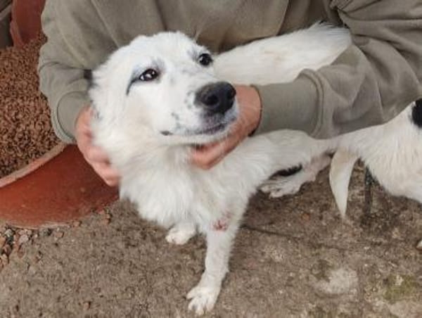 YUKI-wunderschöne Jung-Hündin, 43 cm