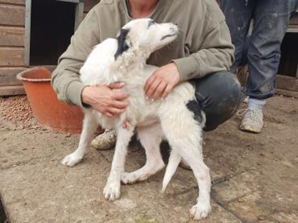 YUKI-wunderschöne Jung-Hündin, 43 cm