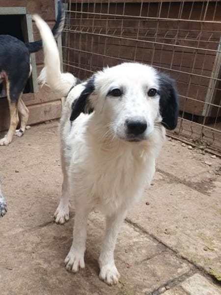 YUKI-wunderschöne Jung-Hündin, 43 cm