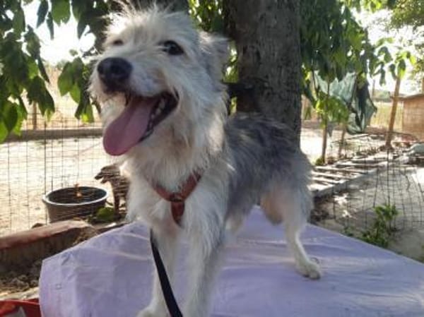 LENE  🐾❤ geb. 01.05.2023, 42 cm sucht