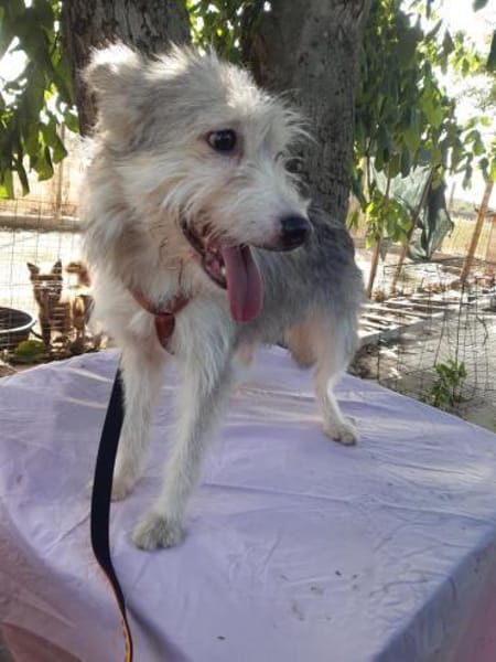 LENE  🐾❤ geb. 01.05.2023, 42 cm sucht