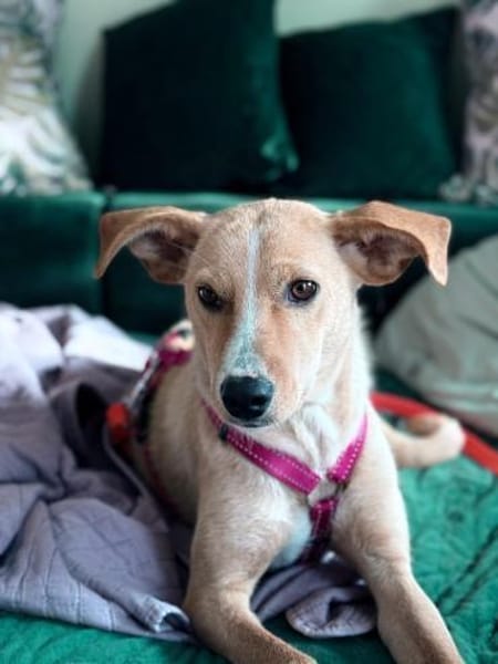 scheue Kiani sucht Familie zum ankommen