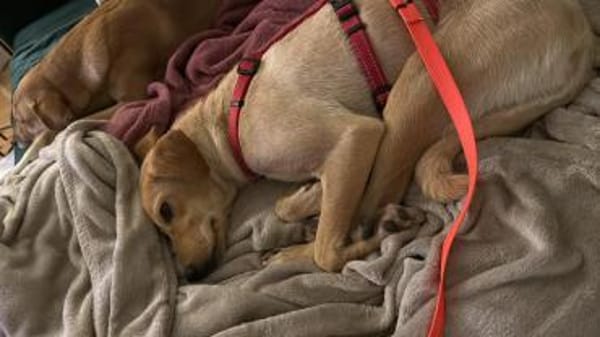 scheue Kiani sucht Familie zum ankommen