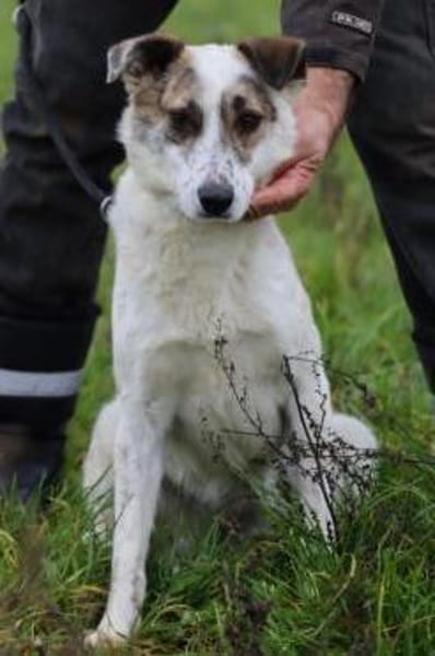 Elsa - kinderliebe Familienhündin