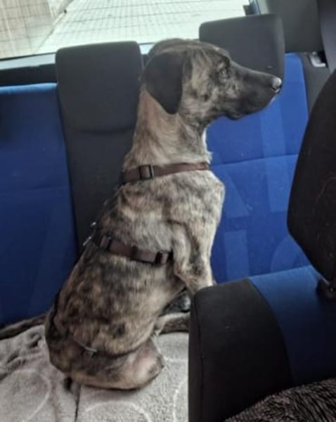 Arnie, Junghund sucht seine Familie