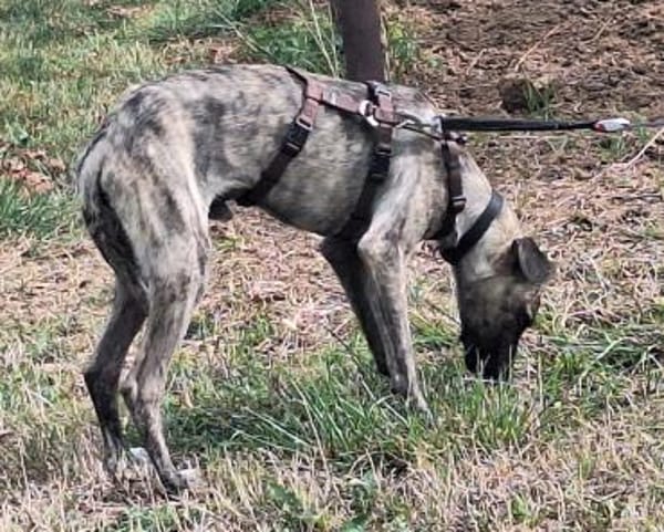 Arnie, Junghund sucht seine Familie