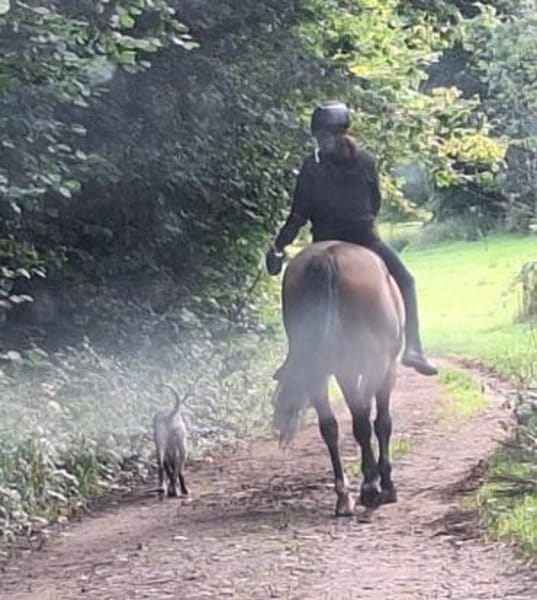 Arnie, Junghund sucht seine Familie