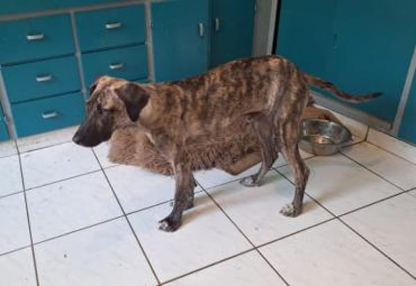 Arnie, Junghund sucht seine Familie