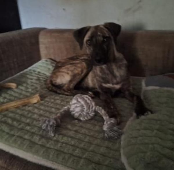 Arnie, Junghund sucht seine Familie