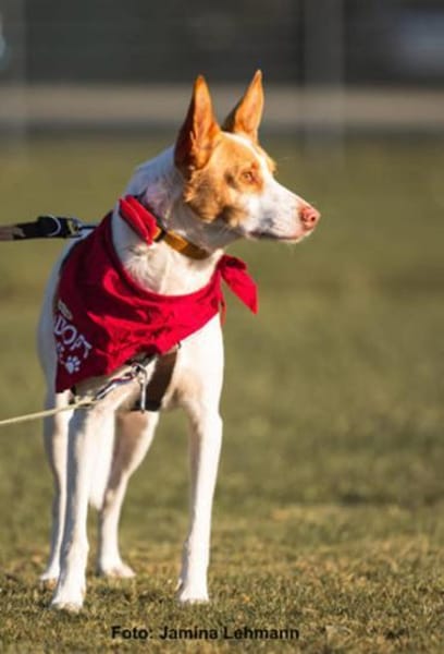 Teddy3 sucht ein Zuhause