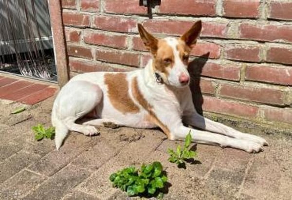 Teddy3 sucht ein Zuhause