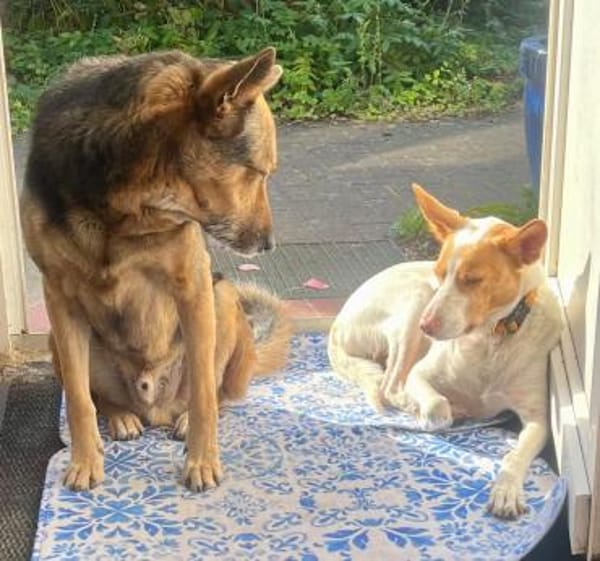 Teddy3 sucht ein Zuhause