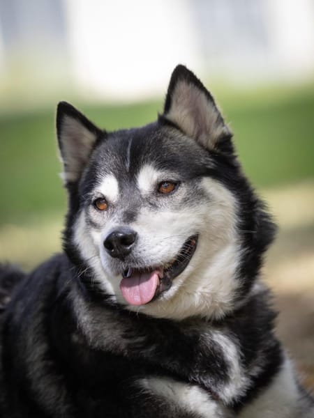 Aurora- kuschelige Hündin