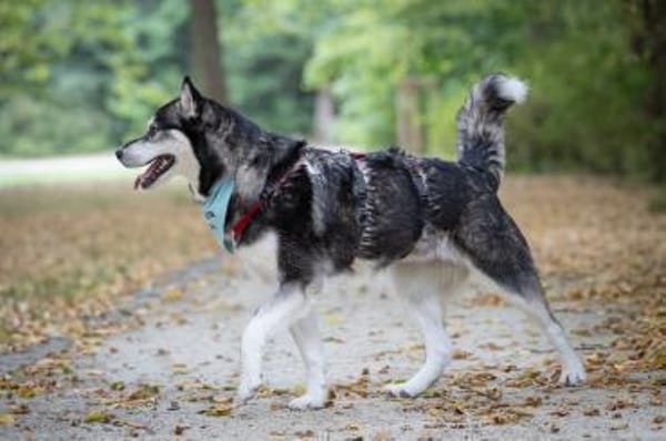 Aurora- kuschelige Hündin