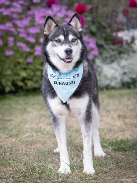 Aurora- kuschelige Hündin