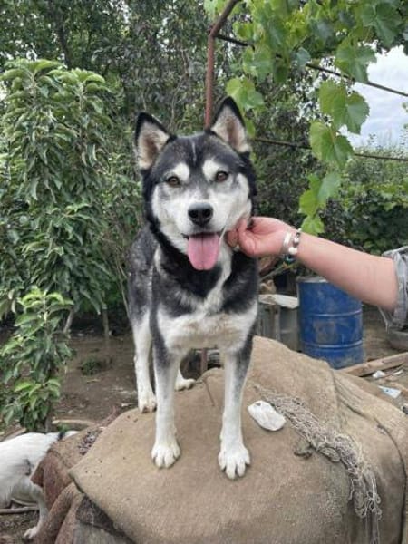 Aurora- kuschelige Hündin