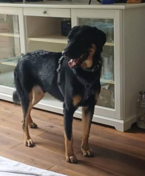 Luke, prächtiger Rüde sucht ein Zuhause