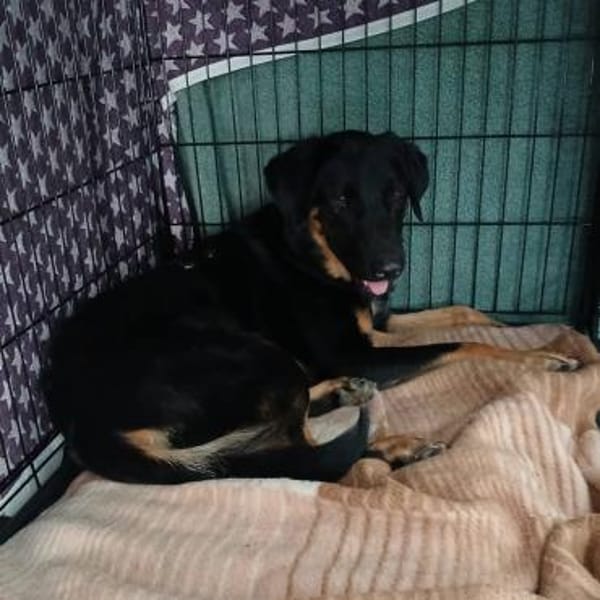 Luke, prächtiger Rüde sucht ein Zuhause