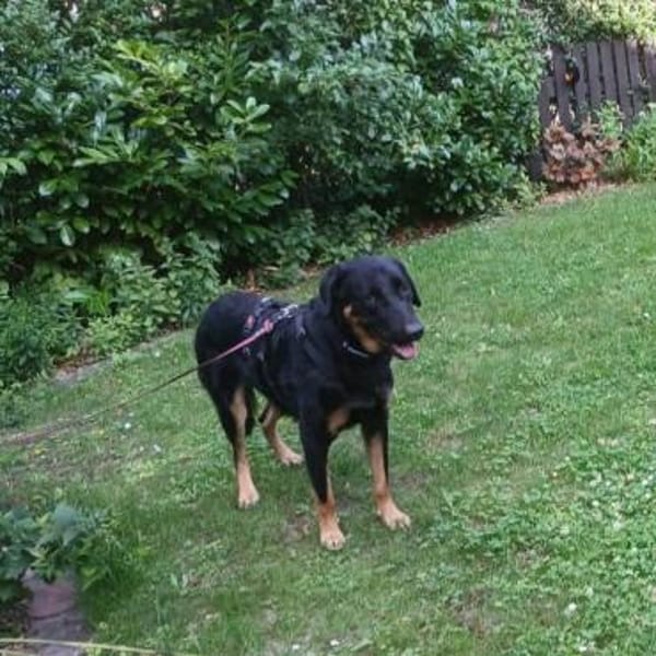 Luke, prächtiger Rüde sucht ein Zuhause