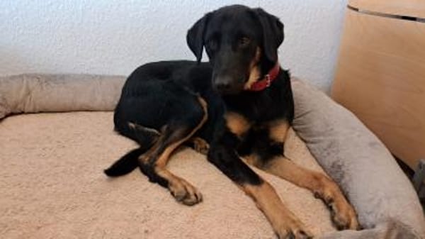 Luke, prächtiger Rüde sucht ein Zuhause