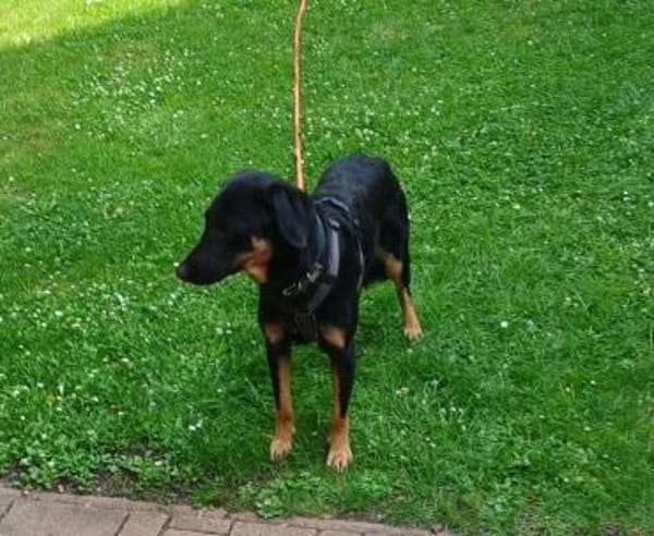 Luke, prächtiger Rüde sucht ein Zuhause