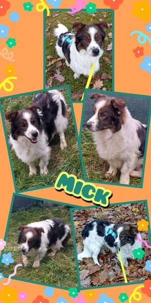 Hübscher Mick wartet in Nürnberg!