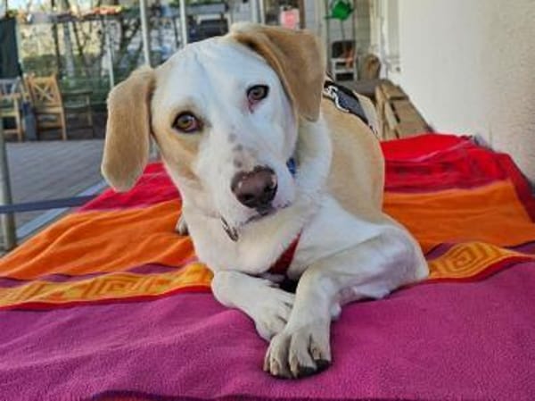 Bodhi wartet im Tierheim Sulzbach