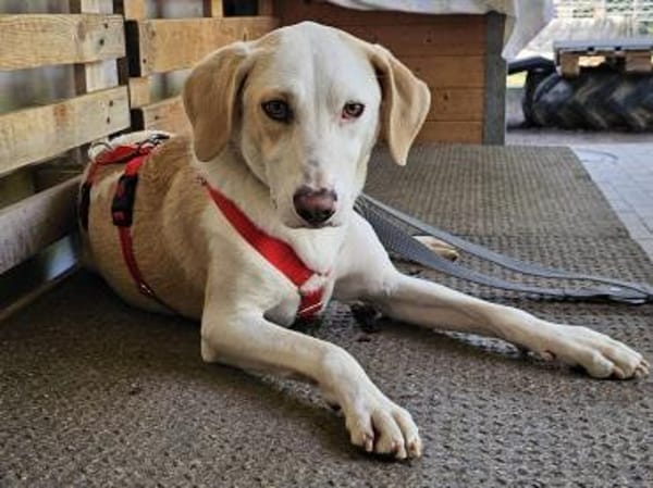 Bodhi wartet im Tierheim Sulzbach