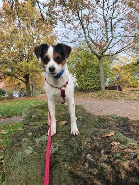 Menschenbezogene Elsie auf PS bei Köln