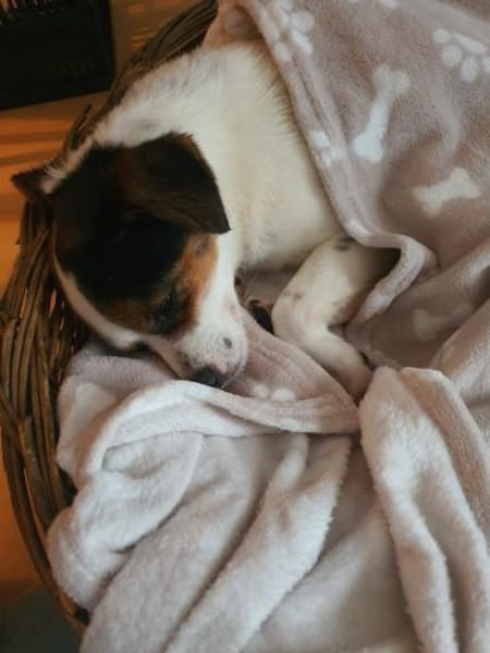 Menschenbezogene Elsie auf PS bei Köln