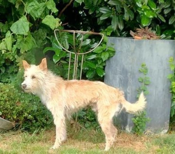 Turpi1 sucht ein Zuhause