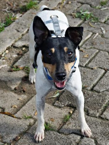 Athenea, zutraulich, freundlich, offen