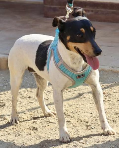 Athenea, zutraulich, freundlich, offen